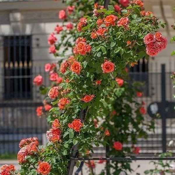 CUMBA® MEILLANDINA® Meineytasar CUMBA® MEILLANDINA® Meineytasar